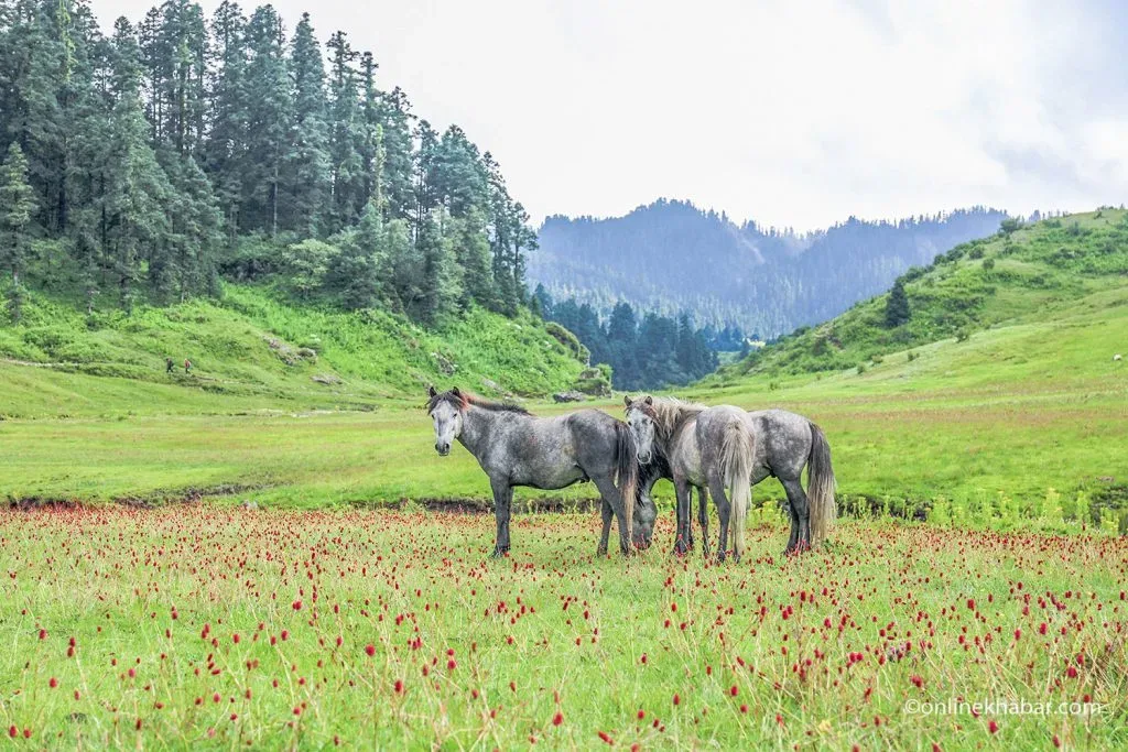 Khaptad Trek 5N/6D